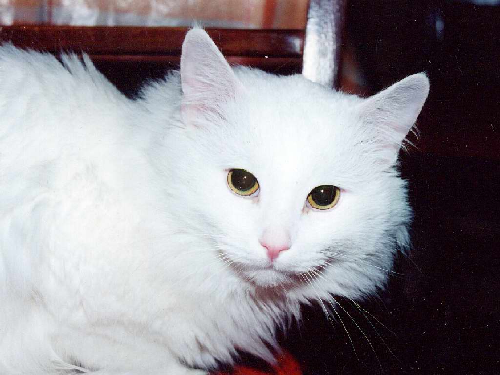 Gatti (48)
